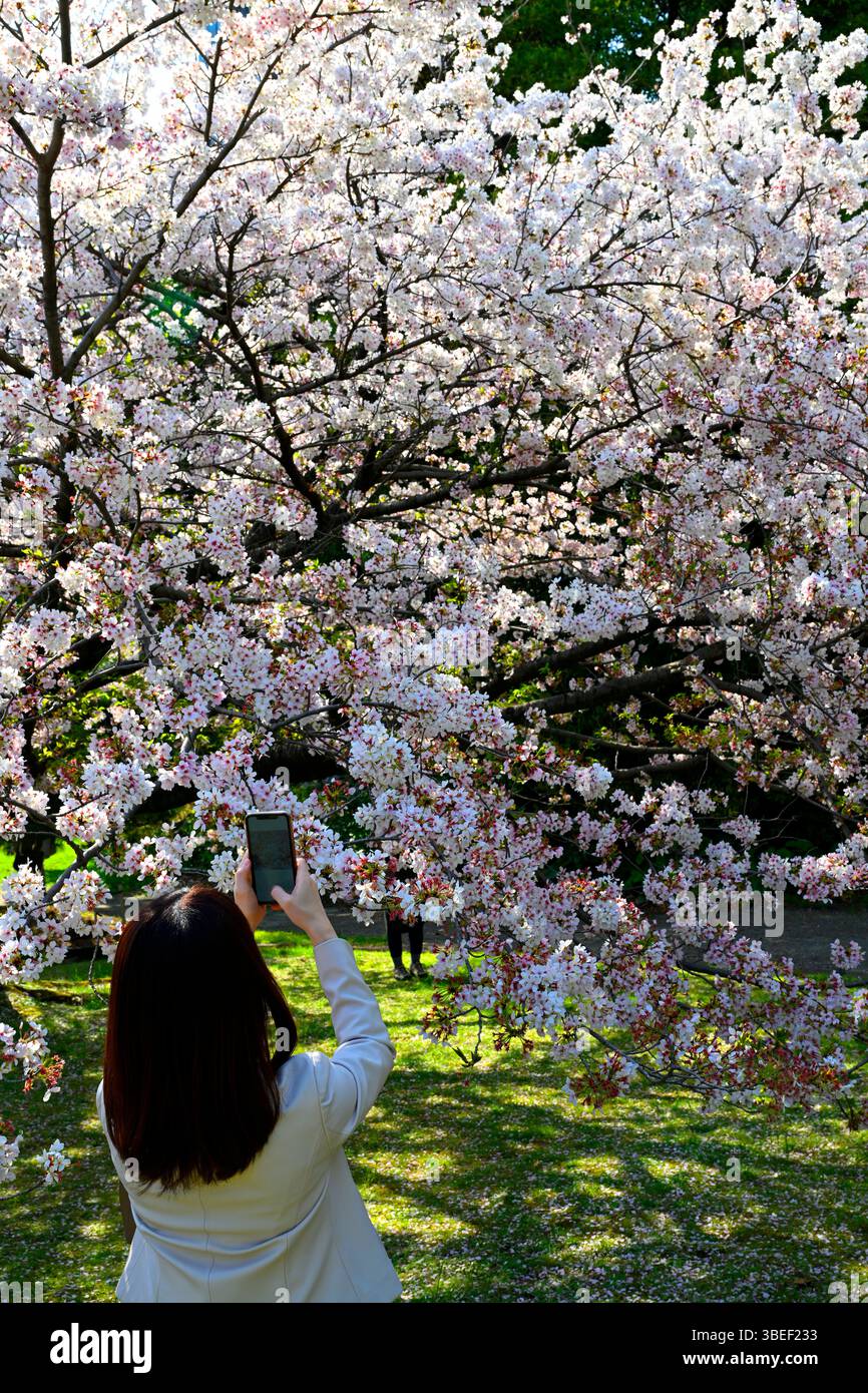 Kirschblüte im Hama Rykiu Garten, Shimbashi, Tokio, Japan. Stockfoto