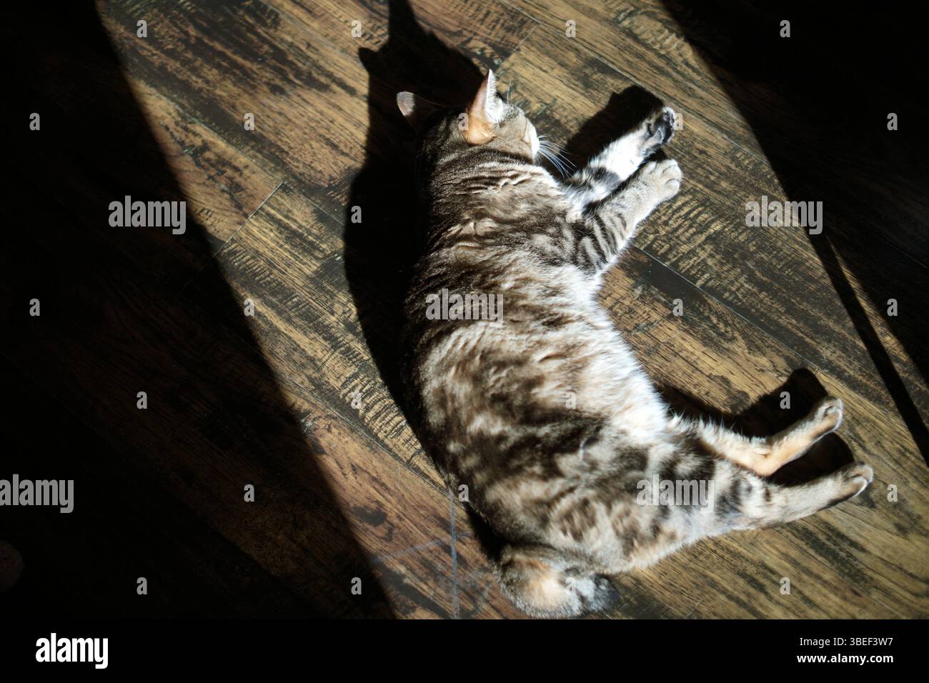 Eine Katze, die auf dem Holzboden liegt und im Sonnenlicht schwimmt. Stockfoto