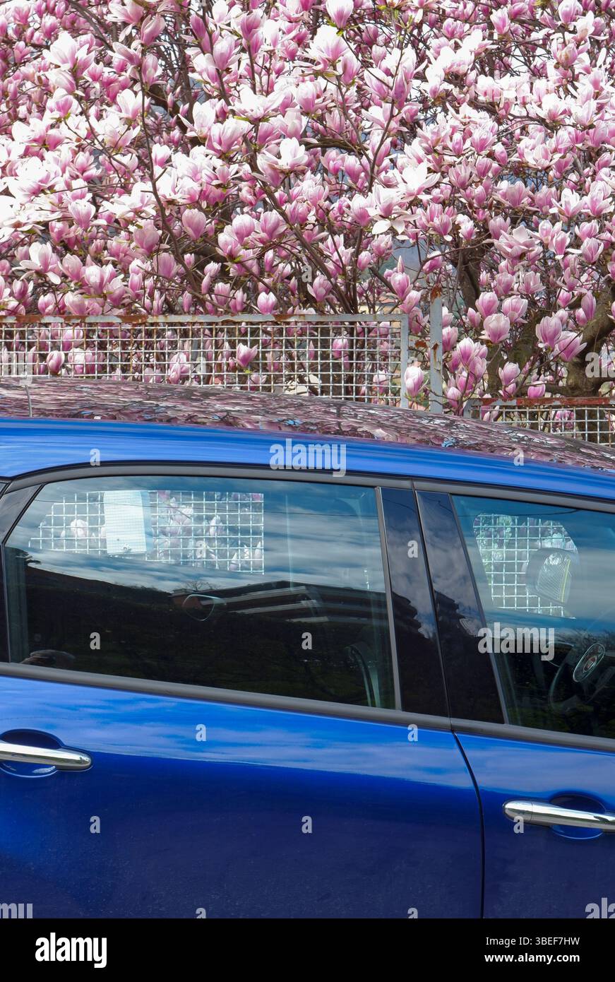 Blaues Auto parkt unter einem rosafarbenen Magnolienbaum Stockfoto