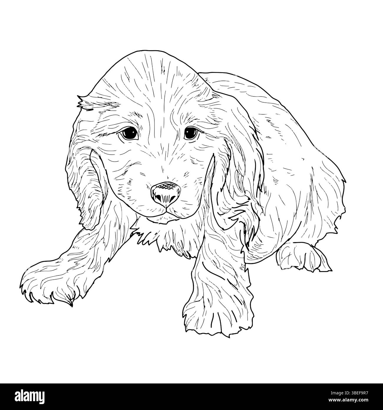 Lustiges kleines Hündchen sitzt, schwarz-weiße Tinte. Vektorabbildung. Der Hund, ein kleiner Spaniel mit zotteligen Ohren, ist auf einem weißen Hintergras isoliert Stock Vektor