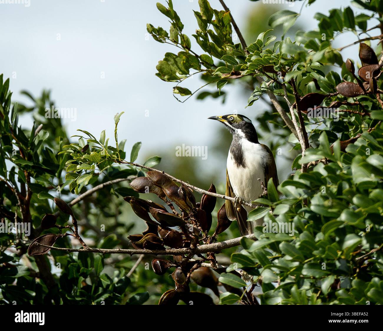 Unreifer australischer Blaugesicht-Honeyeater, Entomyzon-Zyanotis, hoch sitzender Baum. Haut um Augen grün (noch nicht blau) wie Jungvogel, Queensland Garden. Stockfoto