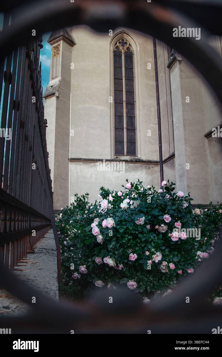 Rosen durch den Zaun der Kathedrale St. Gerhard in Vršac, Serbien Stockfoto