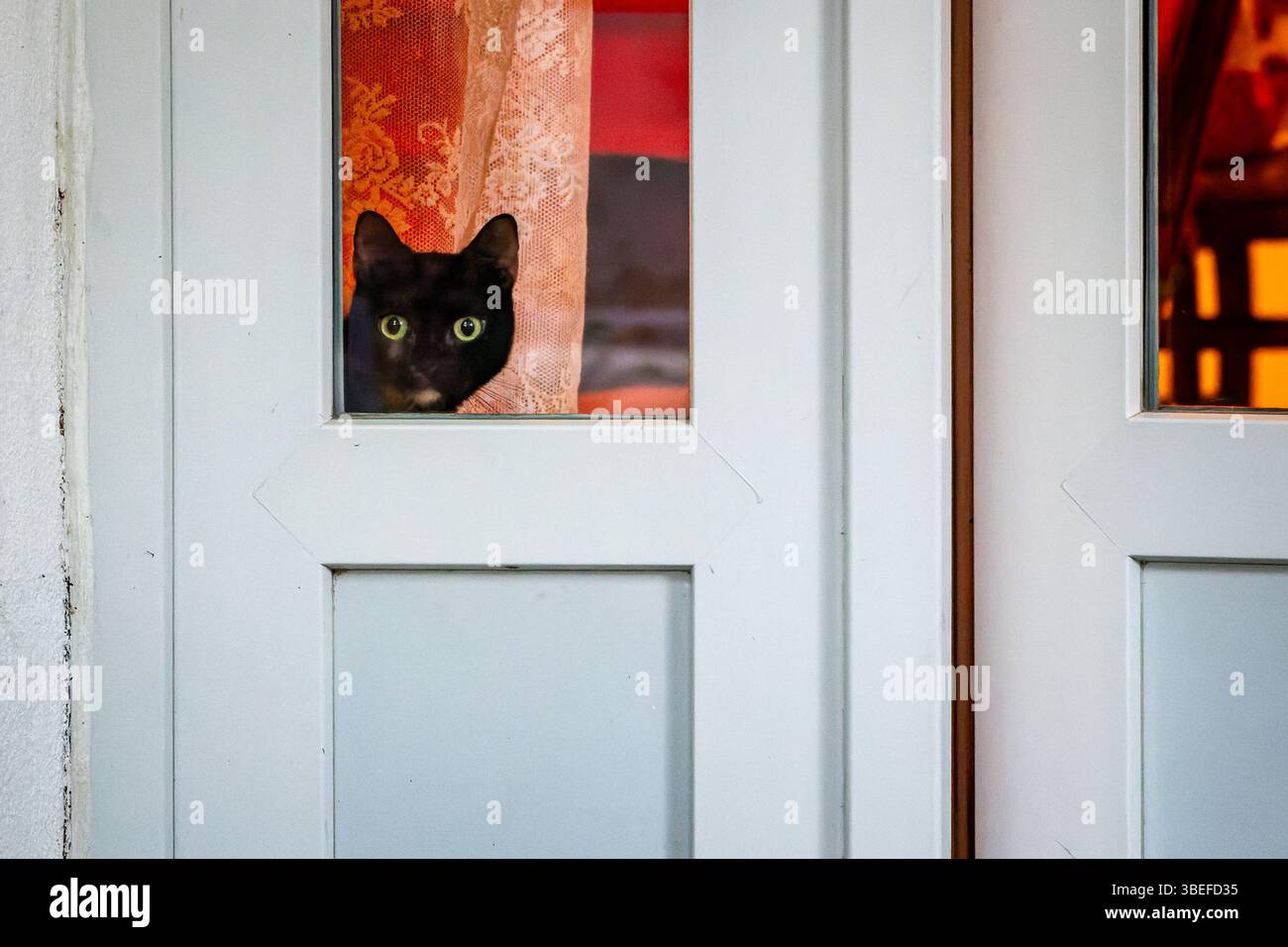 Die neugierige schwarze Katze mit hellen Augen blickt durch das weiße Türfenster und schafft einen Moment der katzenartigen Neugier. Stockfoto