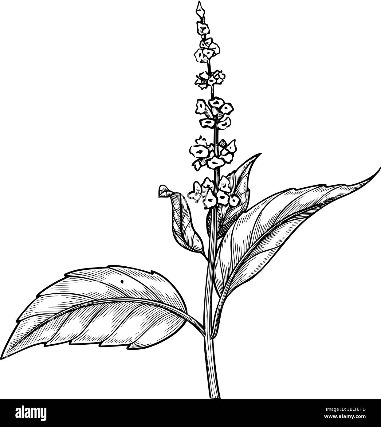 Vektorillustration eines Basilikumzweigs mit Blumen im Umrissstil. Lineare Gravur von Minzzweigen mit schwarzer Tinte für Kochbuch-, Rezept- oder Menüdesign. Zeichnung für kulinarische Projekte. Stock Vektor