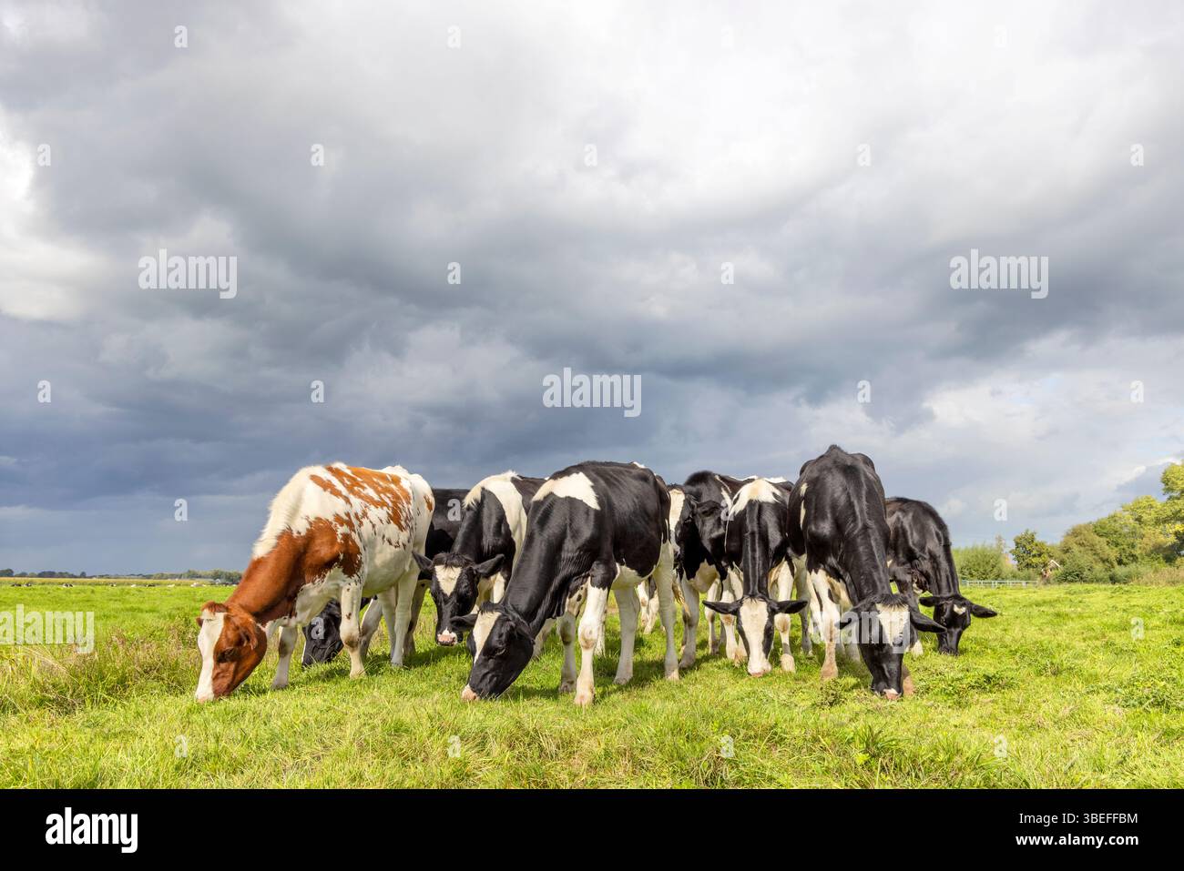Gruppenkühe grasen auf einem Feld, glücklich und fröhlich und blauer Himmel, Kuh, die nebeneinander auf einer grünen Wiese isst Stockfoto