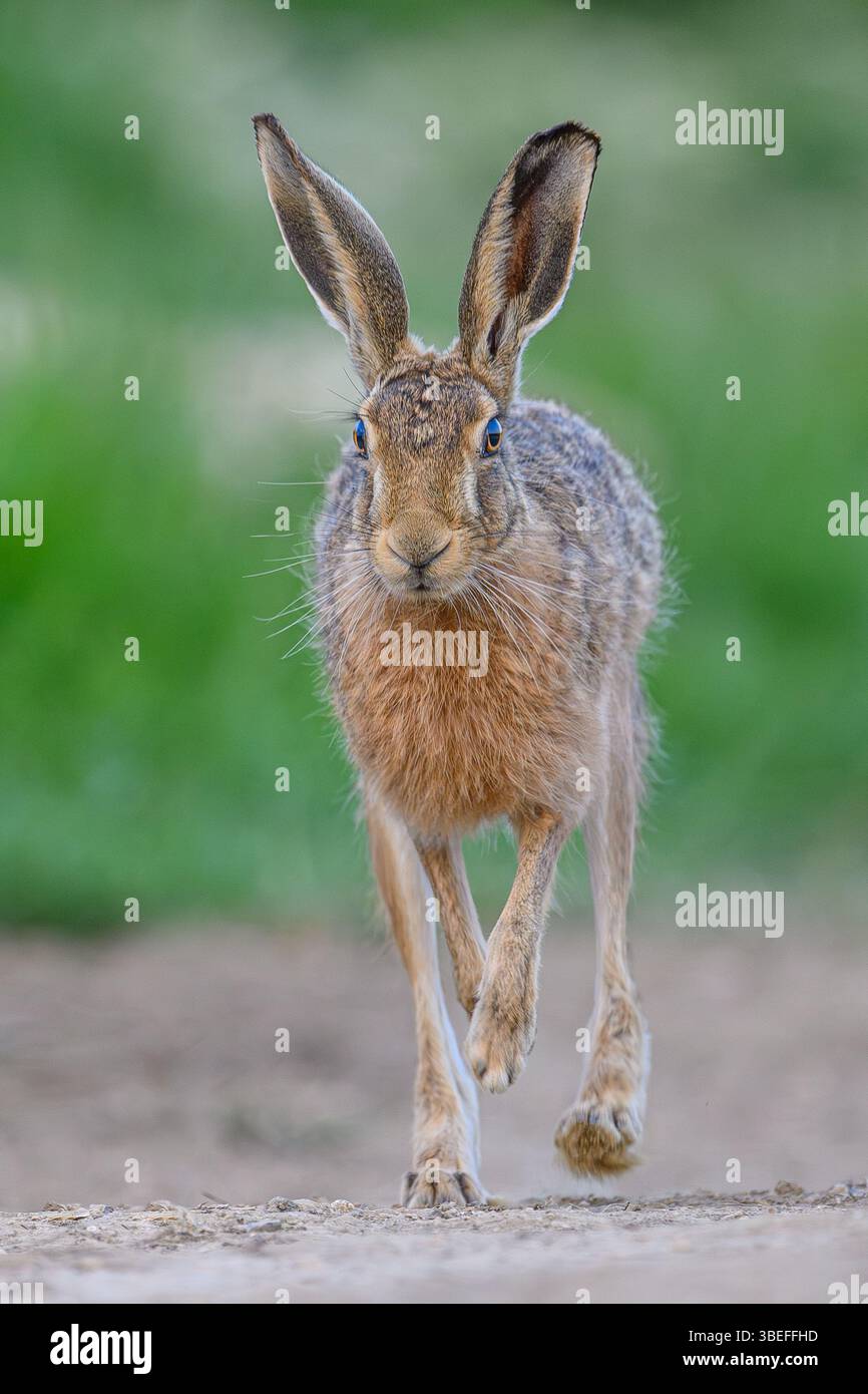 Europäischer Feldhase Stockfoto