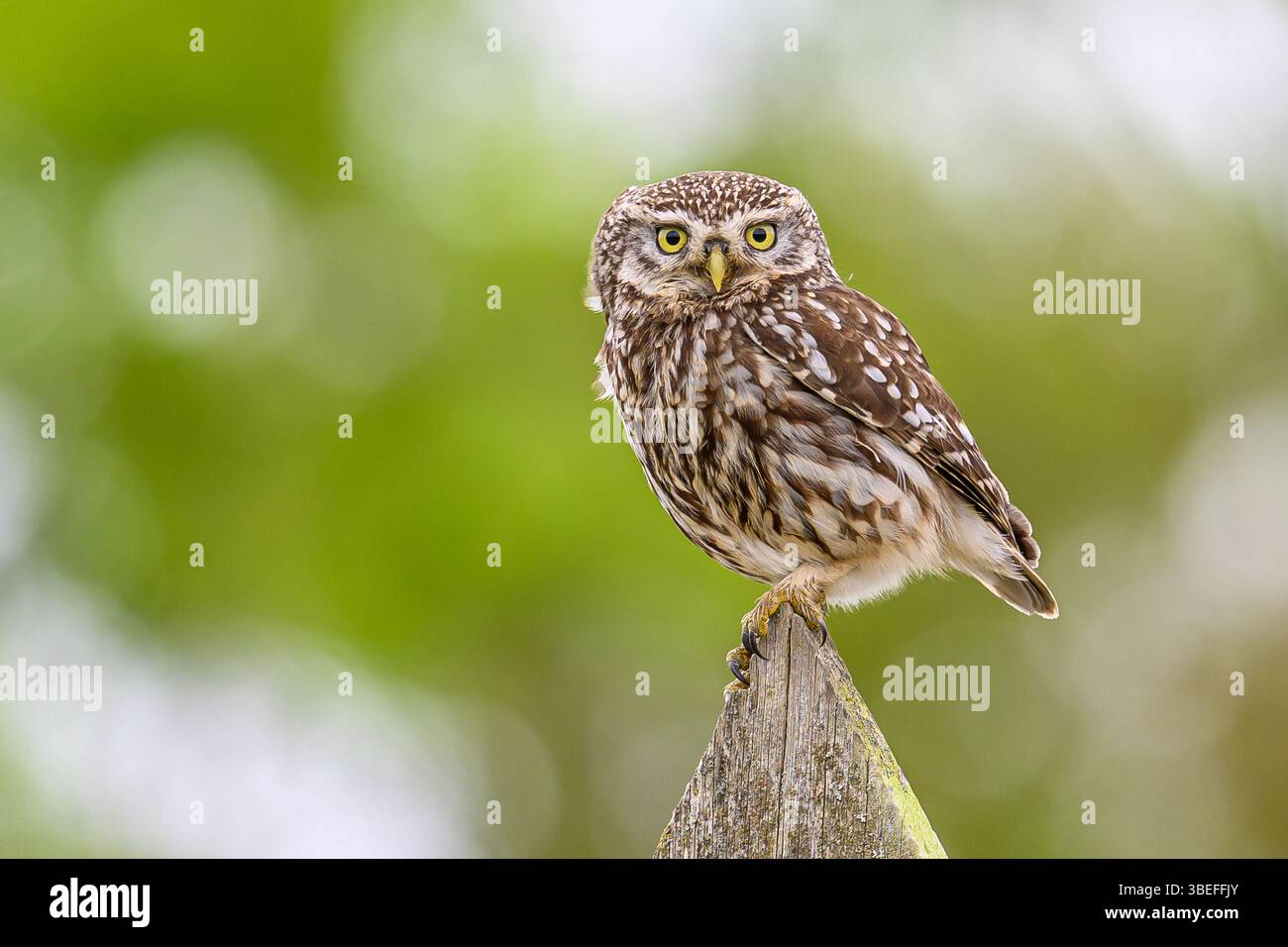 Die kleine Eule (Athene noctua) steht auf einem Zaun. Stockfoto