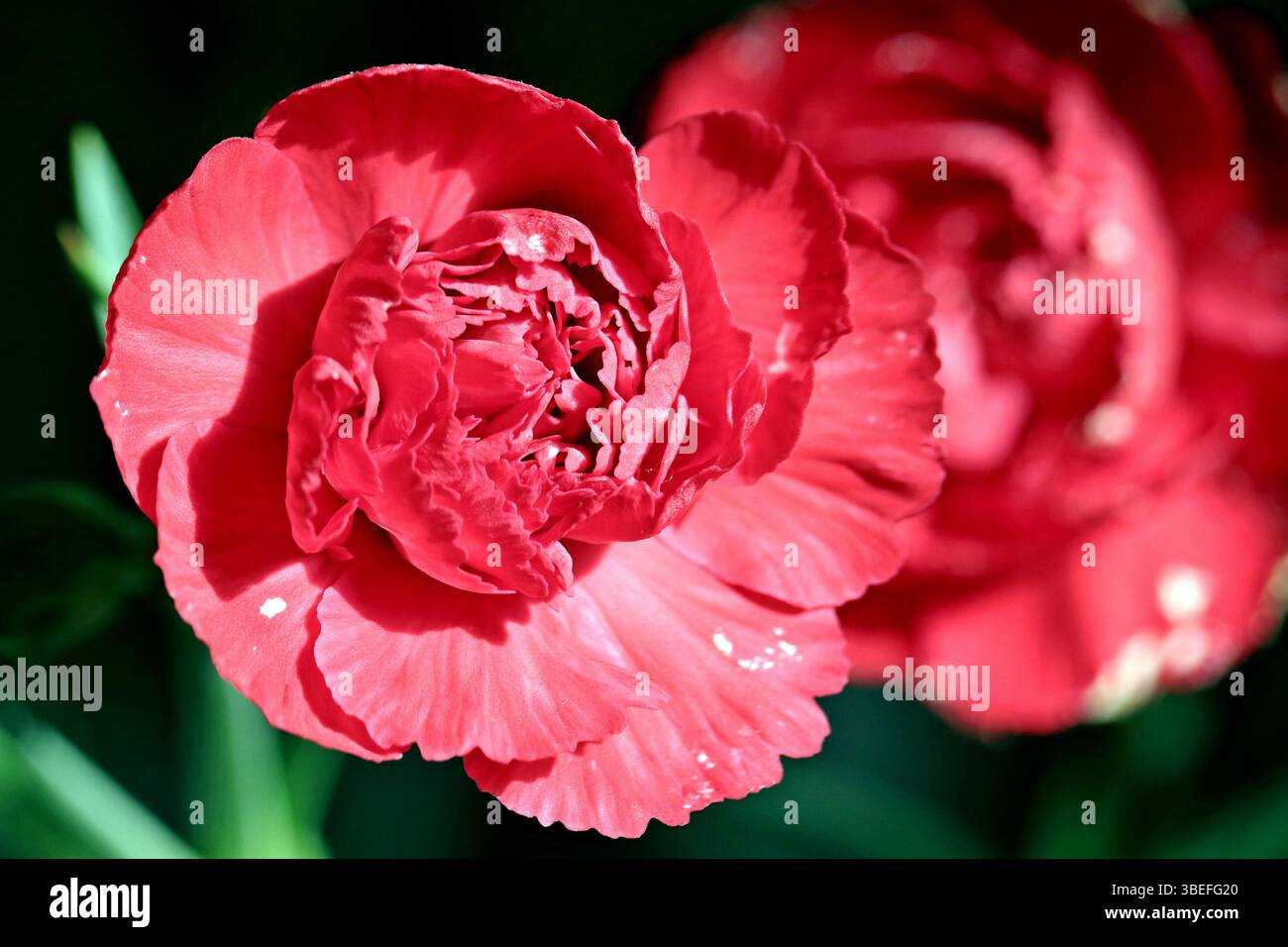 Nelkenblume, Dianthus caryophyllus oder Nelke rosa. Sie ist wahrscheinlich im Mittelmeerraum beheimatet, aber ihre genaue Reichweite ist unbekannt. Devon. Stockfoto