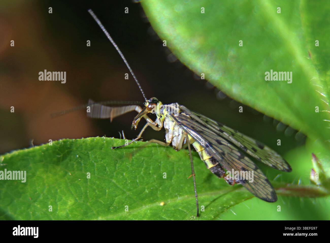 Scorpion Fly, Panorpa communis, kann eine Körperlänge von etwa 30 Millimetern erreichen. Er hat einen schwarz-gelben Körper mit rötlichem Kopf und Schwanz. Devon. Stockfoto