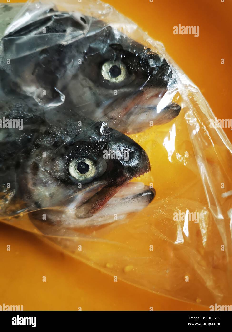 Zwei Fische sind in einer durchsichtigen Plastiktüte eingeschlossen, die ihre glitzernden Körper und ihre auffälligen Augen zeigen. Die Tasche ist vor einem warmen, orangen Hintergrund gestellt - Smartphone-aufgenommenes Stockfoto