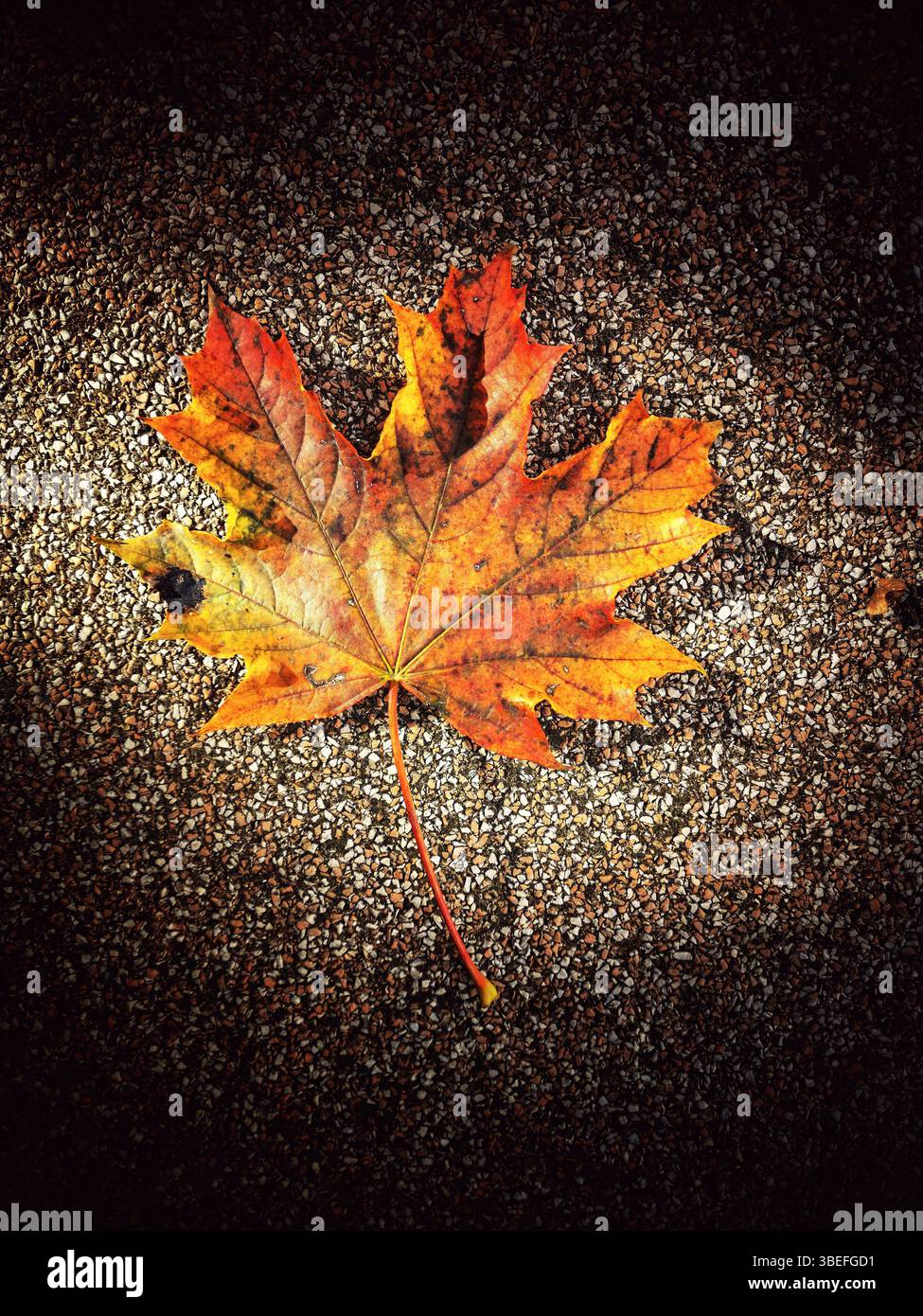 Ein leuchtend oranges und gelbes Ahornblatt liegt flach auf einer dunklen, strukturierten Oberfläche und unterstreicht die Schönheit des Herbstes mit seinen satten Farben in natürlichem Licht. Stockfoto