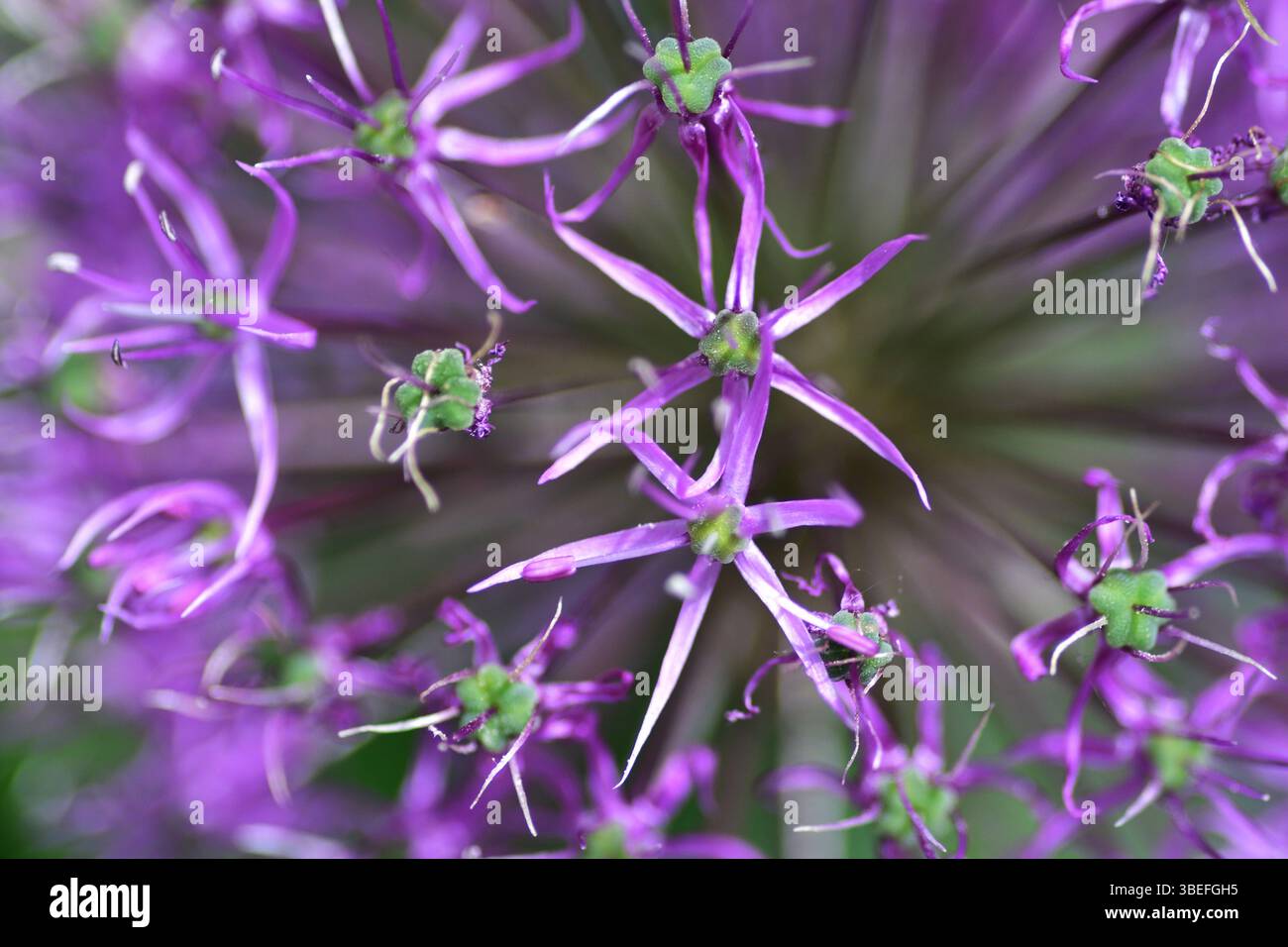Die Blume des wilden Knoblauchs aus Nahaufnahme Makroshooting. Allium hollandicum persische Zwiebel holländischer Knoblauch lila blühende Pflanze, Zierblumen in Blüte, bal Stockfoto
