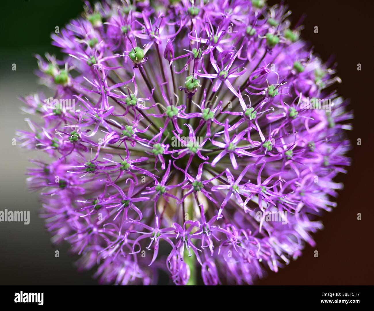 Die Blume des wilden Knoblauchs aus Nahaufnahme Makroshooting. Allium hollandicum persische Zwiebel holländischer Knoblauch lila blühende Pflanze, Zierblumen in Blüte, bal Stockfoto