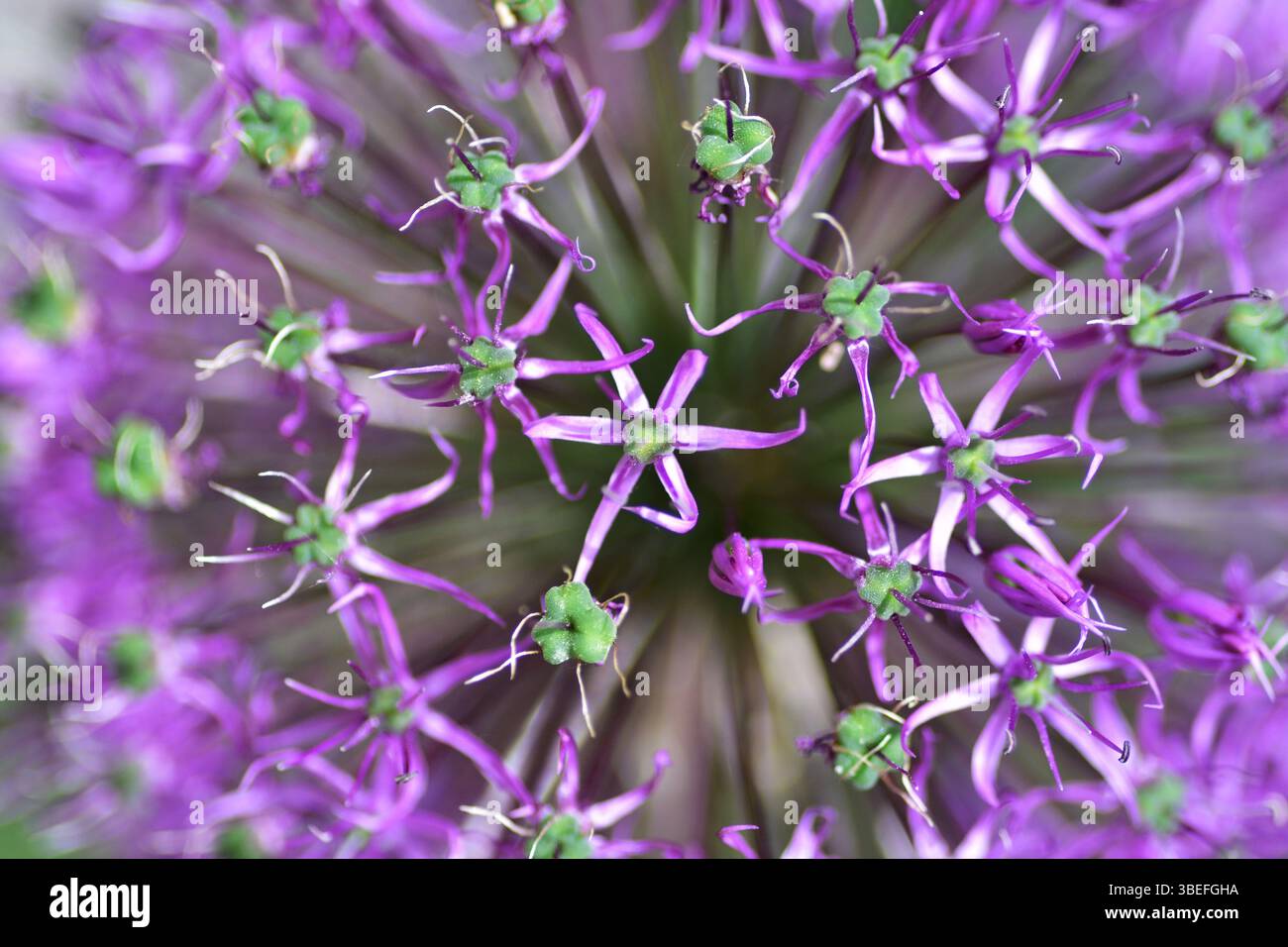 Die Blume des wilden Knoblauchs aus Nahaufnahme Makroshooting. Allium hollandicum persische Zwiebel holländischer Knoblauch lila blühende Pflanze, Zierblumen in Blüte, bal Stockfoto