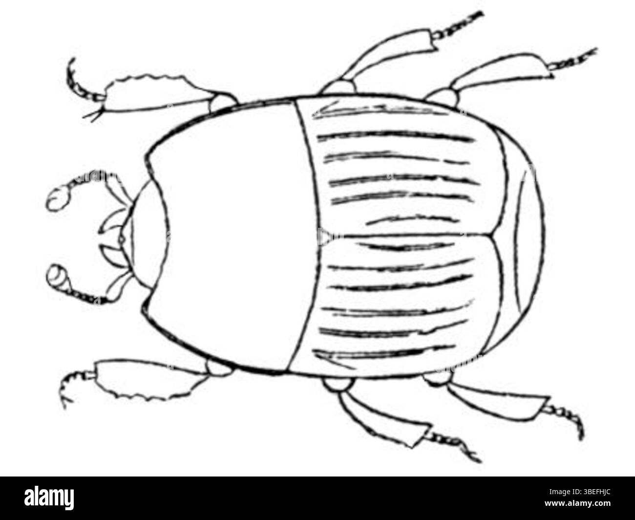 Zoologische Illustration von Phelister subrotundus aus der Iconographia Zoologica, gehalten in den Sondersammlungen der Universität Amsterdam. Stockfoto