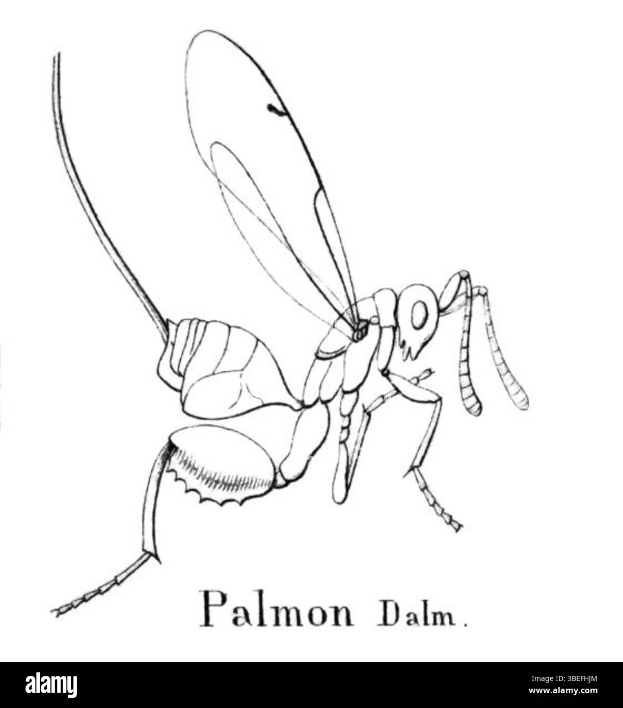 Ein Druck aus der Sammlung „Iconographia Zoologica“, Teil der Sondersammlungen der Universität Amsterdam. Sie wird als „Palmon“ bezeichnet, wobei sie sich auf zoologische Themen konzentriert. Stockfoto