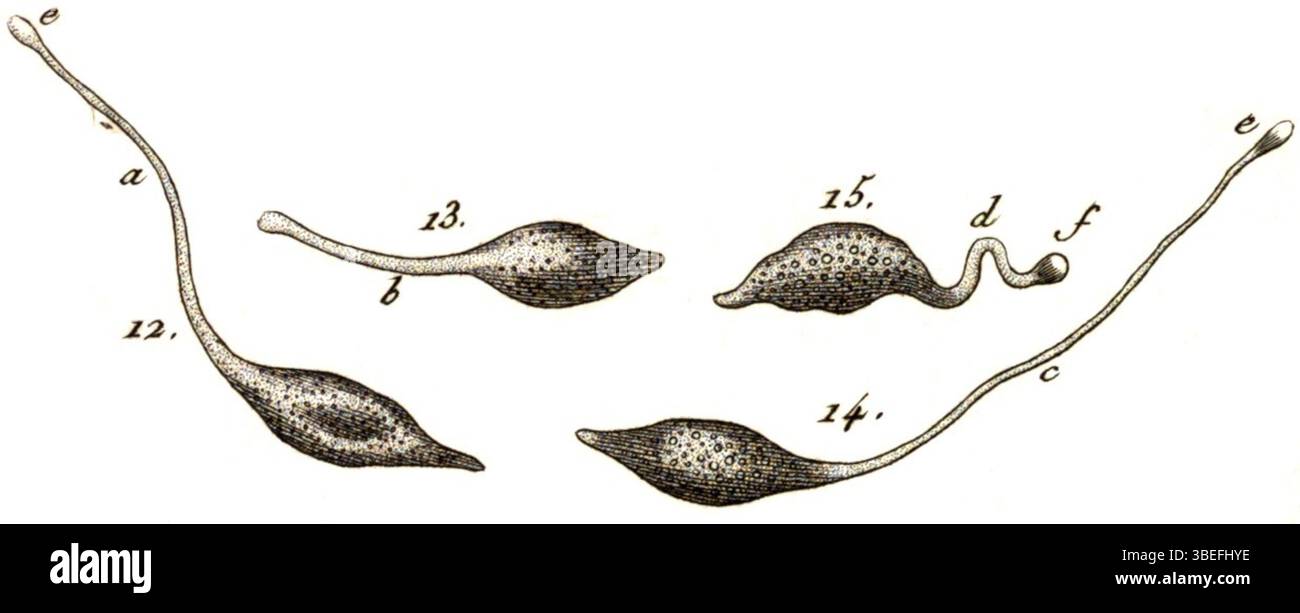 Druck von *Vibrio olor* (heute Lacrymaria olor), einem mikroskopischen Organismus, von Theodoor Gerard van Lidth de Jeude, Abraham Oltmans und R. T. Maitland, 1923. Veröffentlicht in *Iconographia Zoologica*, Special Collections of the University of Amsterdam. Stockfoto