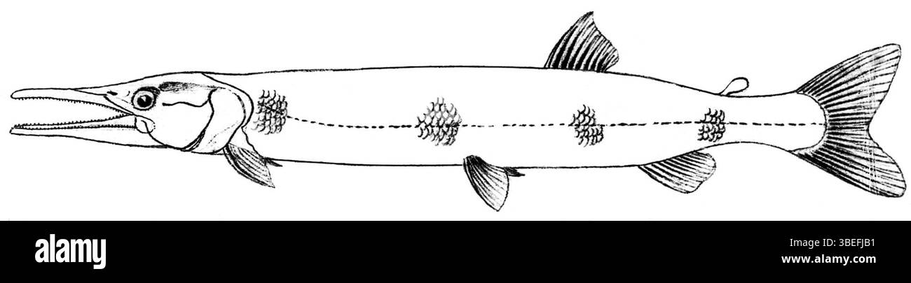Dieser Druck aus dem 18. Und 19. Jahrhundert zeigt Boulengerella lucius (früher Xiphostoma lucius), eine Fischart, die in Südamerika häufig vorkommt. Der Druck wurde zwischen 1700 und 1880 produziert und ist Teil der Sammlung Iconographia Zoologica der Universität Amsterdam. Stockfoto