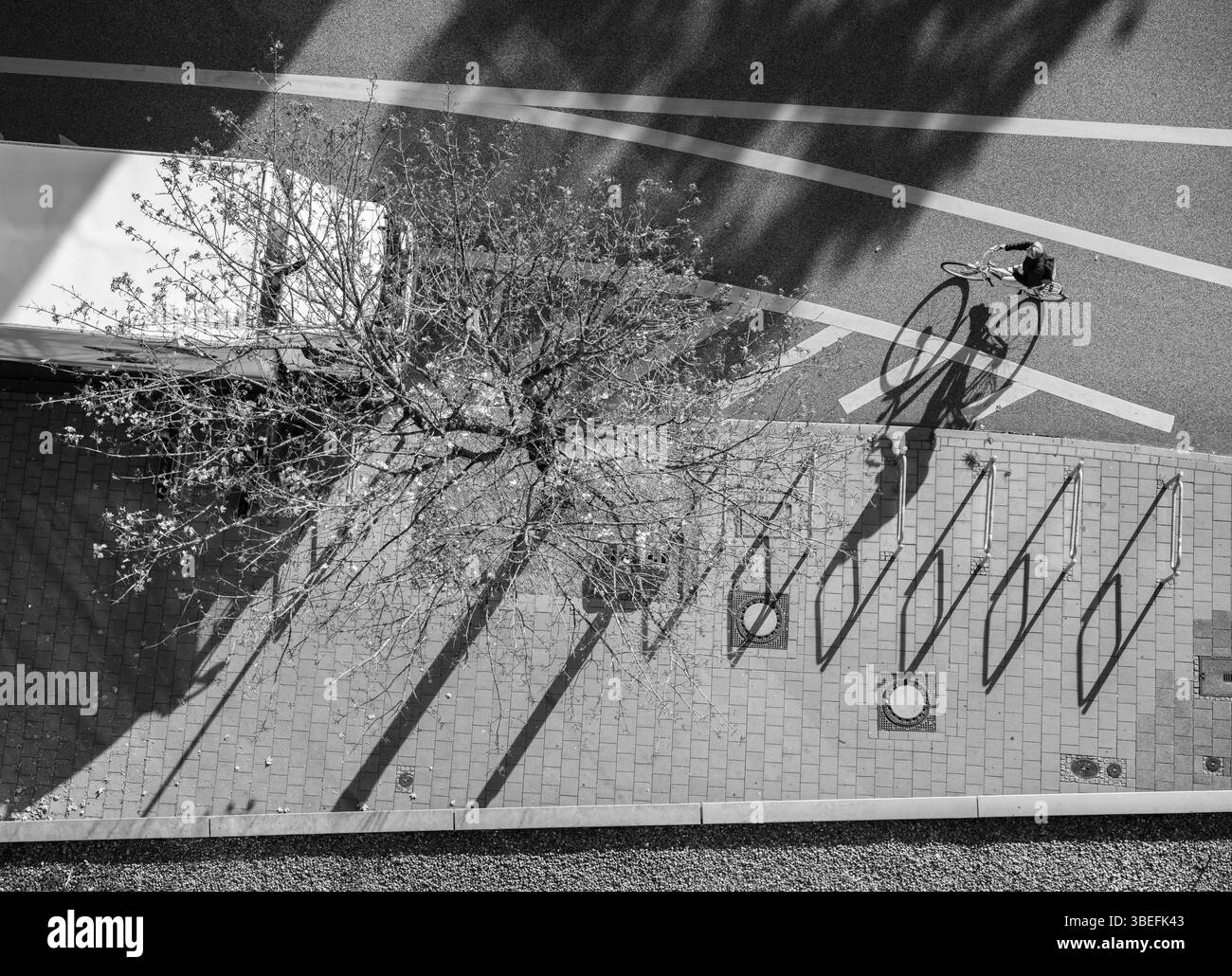 Hochwinkel-Schwarz-weiß-Ansicht eines Radfahrers, der lange Schatten neben Baum und Geländer auf einer Stadtstraße in Kiel wirft. Nur redaktionelle Verwendung. Stockfoto