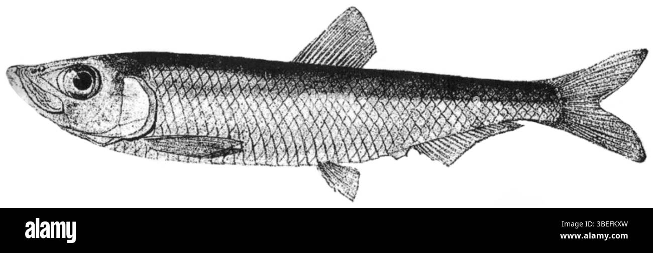 Clupeonella abrau ist eine Fischart aus der Familie der Clupeidae. Sie wurde erstmals 1876 beschrieben und wurde im Schwarzen Meer beobachtet. Die Art ist wegen ihrer historischen Bedeutung und ökologischen Bedeutung für Ichthyologen interessant. Stockfoto
