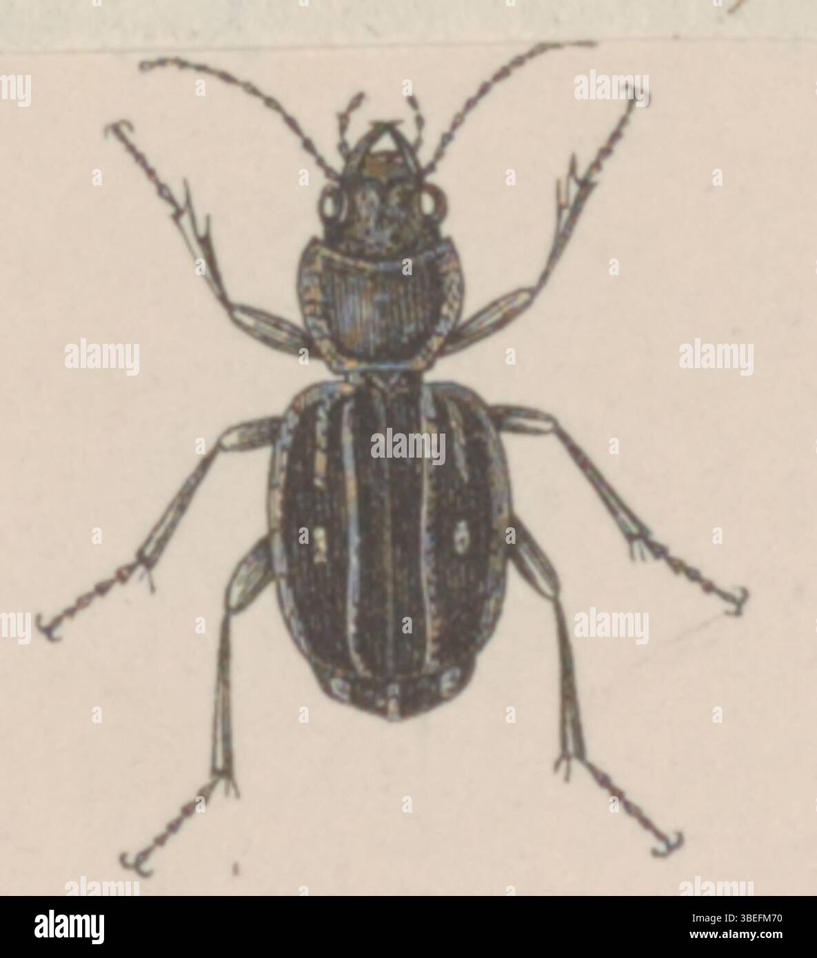 Graphipterus exclamationis ist eine Art, die in einem Druck der Iconographia Zoologica dargestellt wird, der in den Sondersammlungen der Universität Amsterdam aufbewahrt wird. Das Bild ist eine detaillierte Abbildung dieses Insekts, die zur Untersuchung der Entomologie und zoologischen Klassifizierung beiträgt. Stockfoto