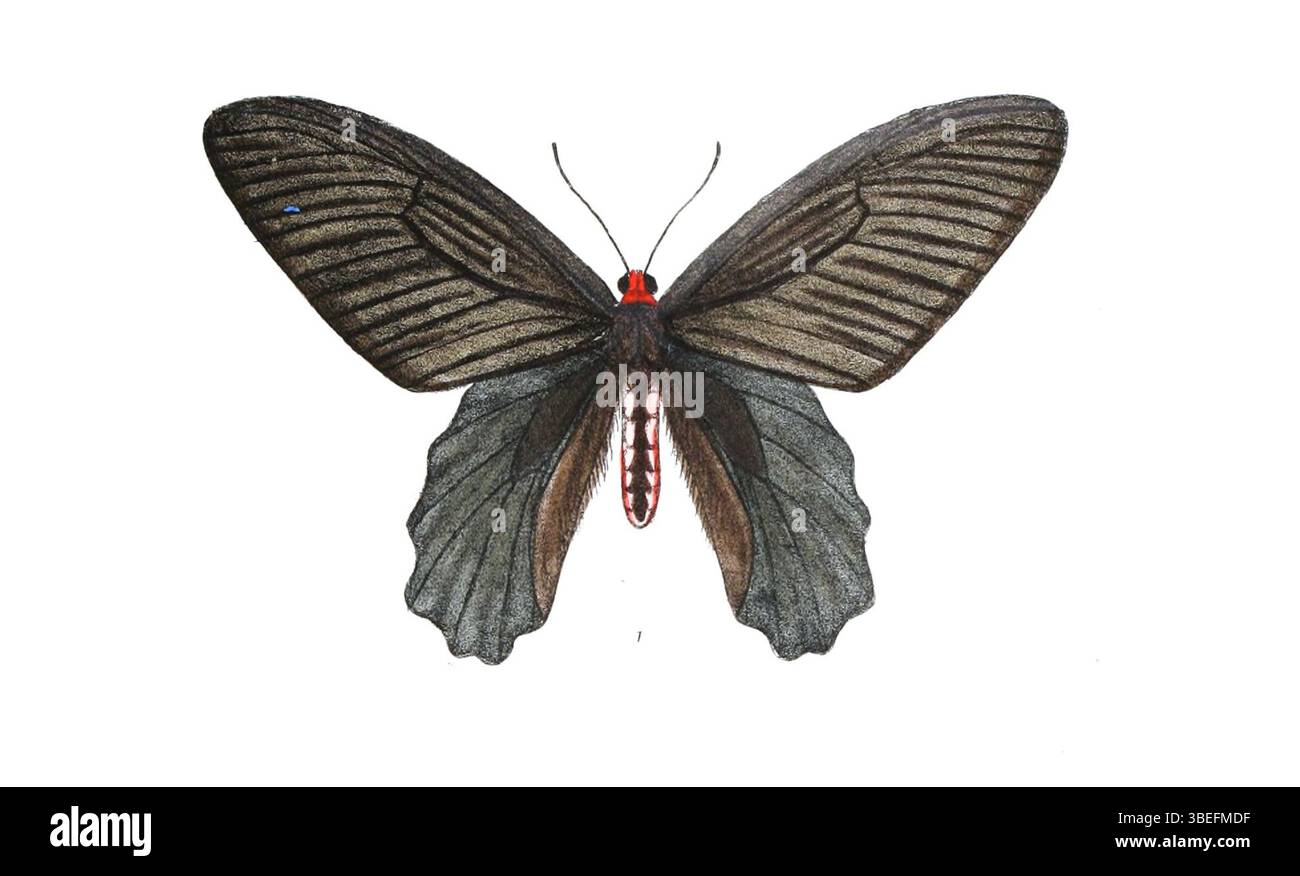 Eine Illustration der Schmetterlingsart 'Atrophaneura aidoneus' (männlich) von J N Fitch, begleitet von Text von Frederic Moore, veröffentlicht am 2. Januar 1911. Dieses Bild ist Teil einer wissenschaftlichen Publikation über Entomologie. Stockfoto