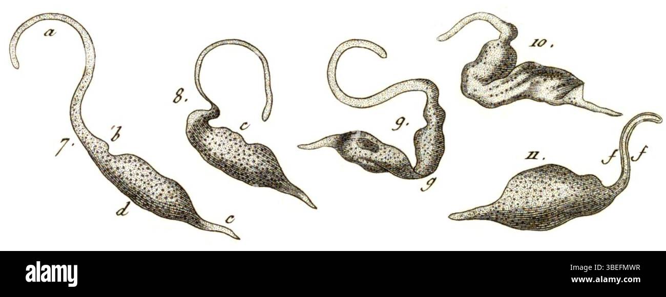 Vibrio anser (heute Pseudomonilicaryon anser), früher bekannt als Dileptus anser, ist ein Mikroorganismus, der 1923 von Theodoor Gerard van Lidth de Jeude, Abraham Oltmans und R.T. Maitland dokumentiert wurde. Die Studie ist Teil der Sammlung Iconographia Zoologica, Universität Amsterdam. Stockfoto