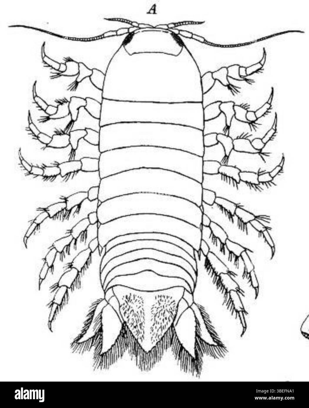 Platte aus E.J. Miers’ Bericht von 1884 über die Indo-Pacific-Sammlungen von HMS Alert, die vier Isopoden-Krebstiere zeigen: A) Aatolana schioedtei, B) Cirolana tenuistylis, C) Cymodoce longistylis und D) Cerceis bidentata, gezeichnet, um die diagnostische Morphologie des Crustacea-Volumens aufzuzeichnen. Stockfoto