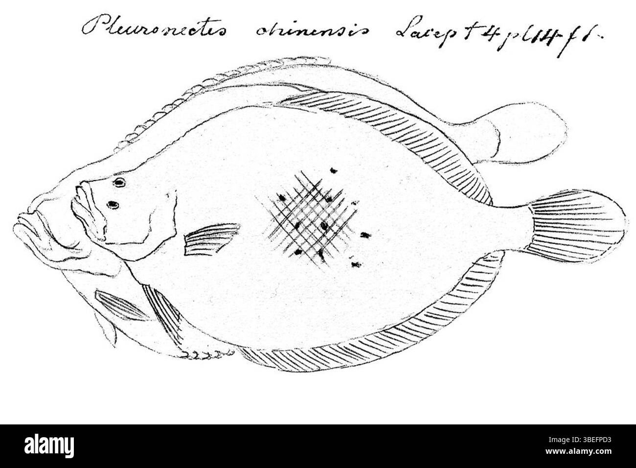Ein Abdruck von *Tephritis sinensis*, einer Insektenart, die zwischen 1798 und 1876 als Teil der Sammlung Iconographia Zoologica erstellt wurde, die sich heute im Besitz der Universität Amsterdam befindet. Stockfoto