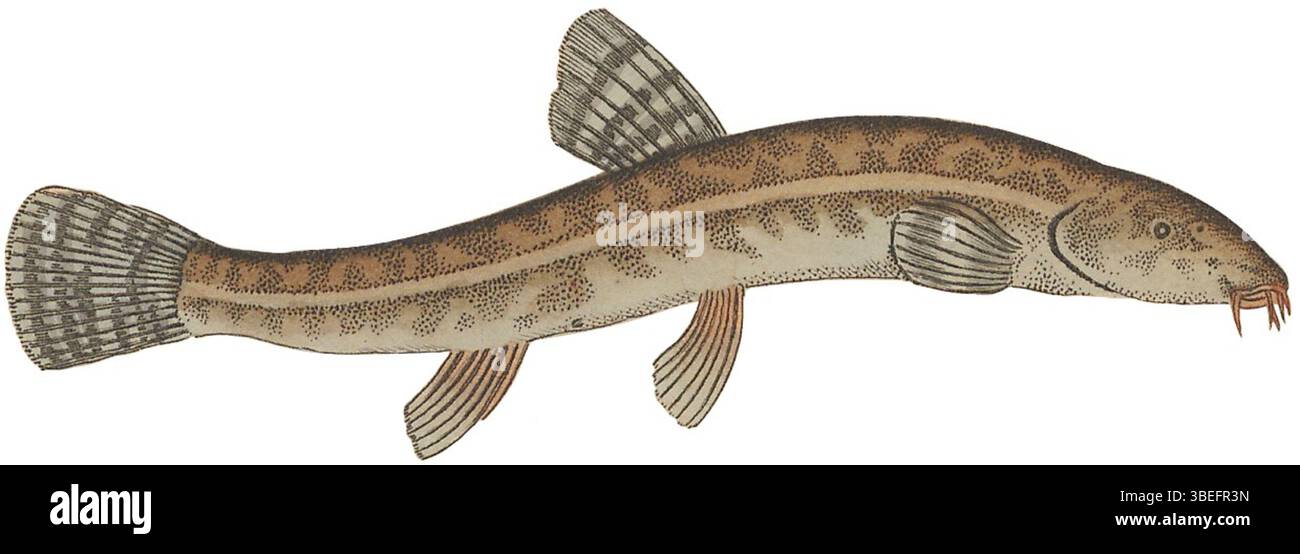 Der Druck von Nemachilus barbatulus aus Iconographia Zoologica (1700–1880) zeigt eine Fischart, die für ihre Besonderheiten bekannt ist. Es war Teil einer Serie, die zoologische Exemplare aus dem 18. Und 19. Jahrhundert illustrierte und historische Einblicke in die Meereslebewesen gab. Stockfoto