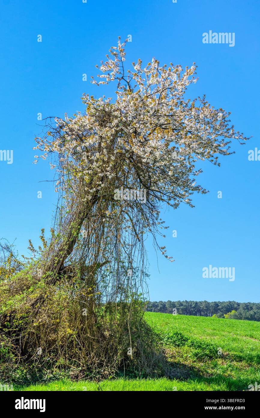 Wilder Apfelbaum bedeckt mit kriechenden Reben - Zentralfrankreich. Stockfoto