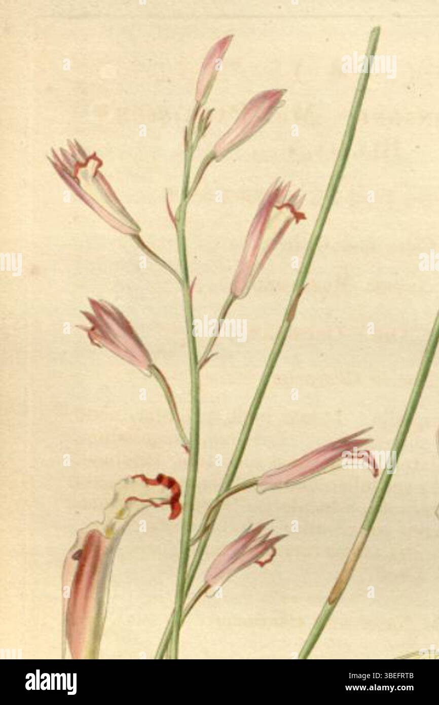 Diese botanische Illustration von *Bletia parkinsonii*, ursprünglich als *Bletia parkinsoni* bezeichnet, wurde 1840 von Walter Hood Fitch erstellt. Das Bild zeigt die detaillierten Merkmale der Pflanze und ist Teil einer wissenschaftlichen Publikation, die von William Jackson Hooker herausgegeben wurde. Stockfoto