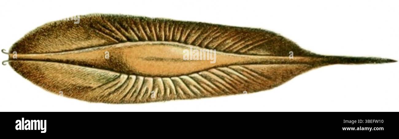 Adolphe Millots Illustration des Eies von Chimera monstrosa, einer Art von Knorpelfischen, demonstriert sein Geschick in der wissenschaftlichen Illustration mit detaillierter Aufmerksamkeit auf die Meereslebewesen. Stockfoto