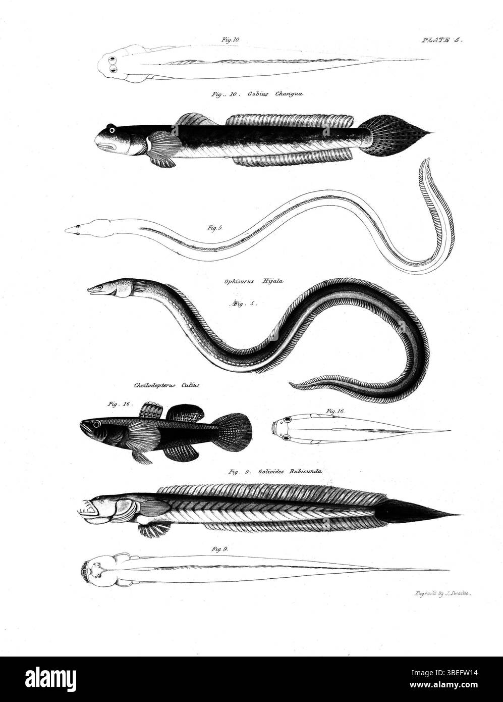 Diese Fischplatte aus „an Account of the Fishes found in the Ganges and its Branches“ von Francis Hamilton, veröffentlicht 1822, veranschaulicht die Artenvielfalt des Ganges und seiner Nebenflüsse. Hamiltons detaillierte Platten trugen zu wissenschaftlichen Erkenntnissen über die Wasserlebewesen in Indien bei. Stockfoto