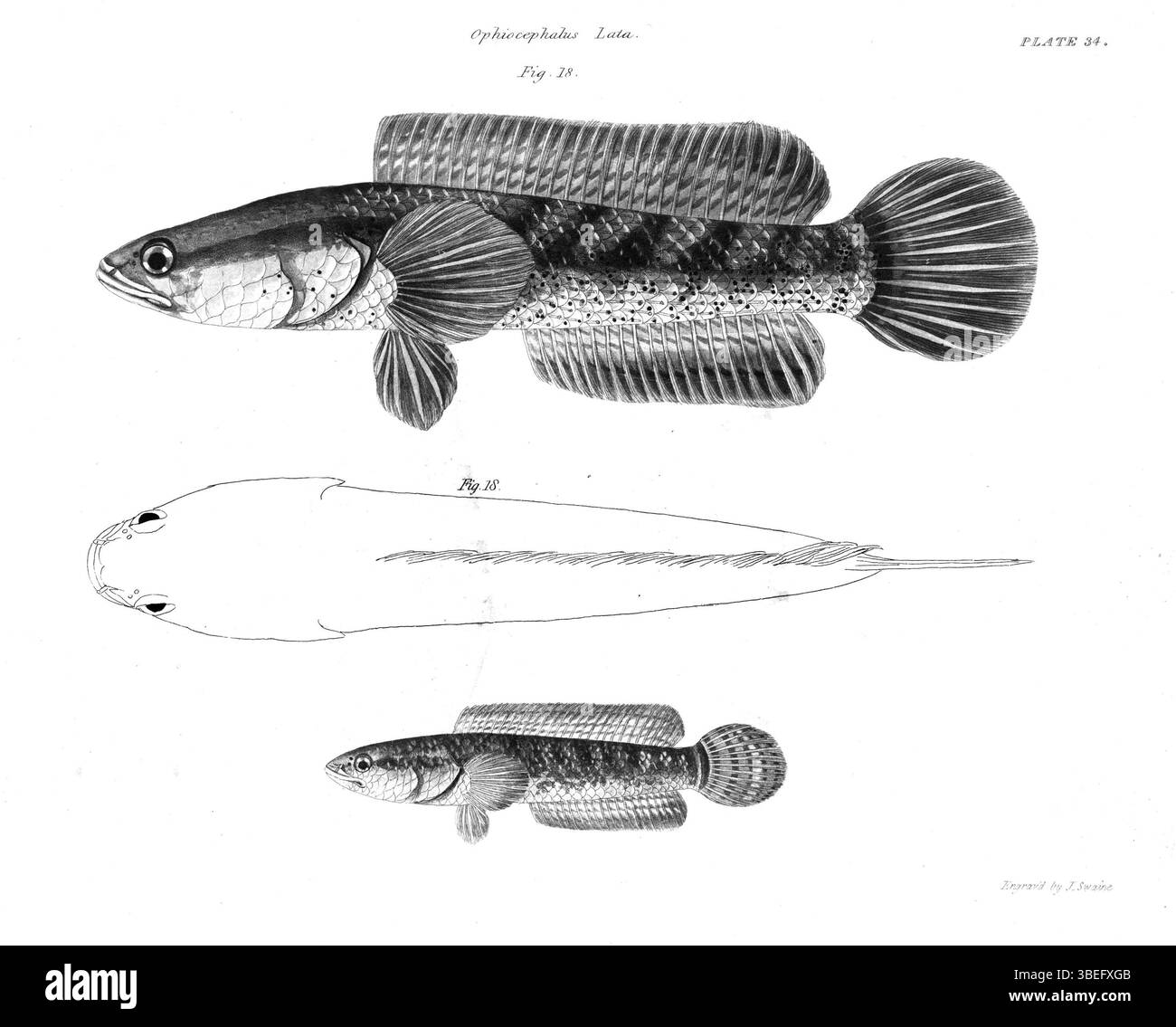 Diese Fischplatte, Teil von Francis Hamilton's 1822 *an Account of the Fishes found in the Ganges and its Branches*, zeigt Fischarten, die im Ganges River beheimatet sind. Hamiltons Forschungen trugen zur Klassifizierung der Wasserlebewesen in Südasien bei. Stockfoto