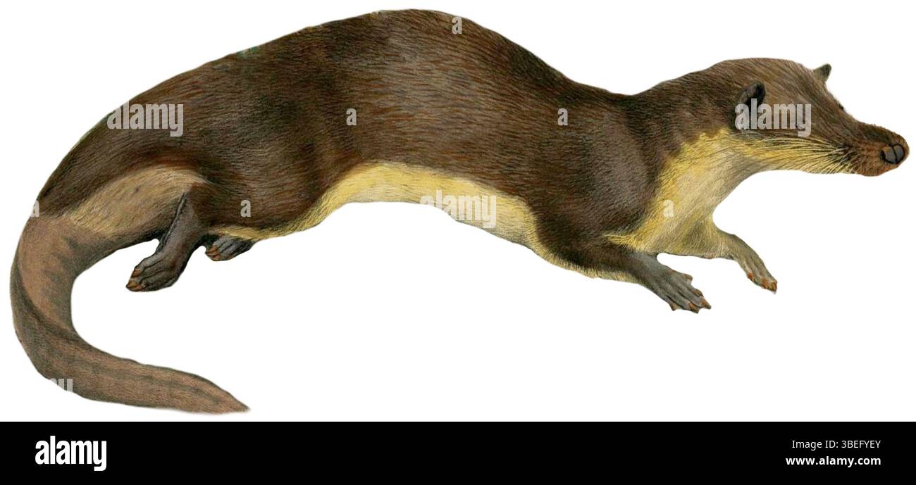 Diese Illustration von Potamogale velox, dem westafrikanischen Wassermungos, wurde 1869 für die Zoological Society of London geschaffen. Die detaillierte Darstellung hebt die Besonderheiten der Art hervor und bietet wertvolle Einblicke in ihr Aussehen und ihren Lebensraum. Stockfoto