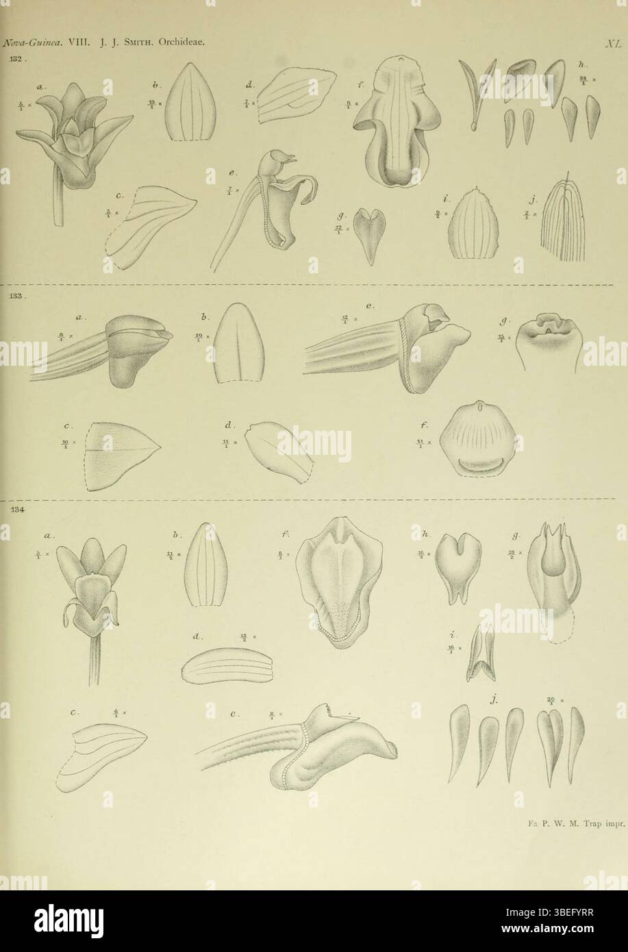 Die botanische Platte von Johannes Jacobus Smith aus dem Jahr 1909 zeigt die Orchideenarten Appendicula pendula, Appendicula reflexa und Appendicula steffensiana, was die taxonomische Klassifizierung von Orchideen aus Neuguinea hervorhebt. Stockfoto