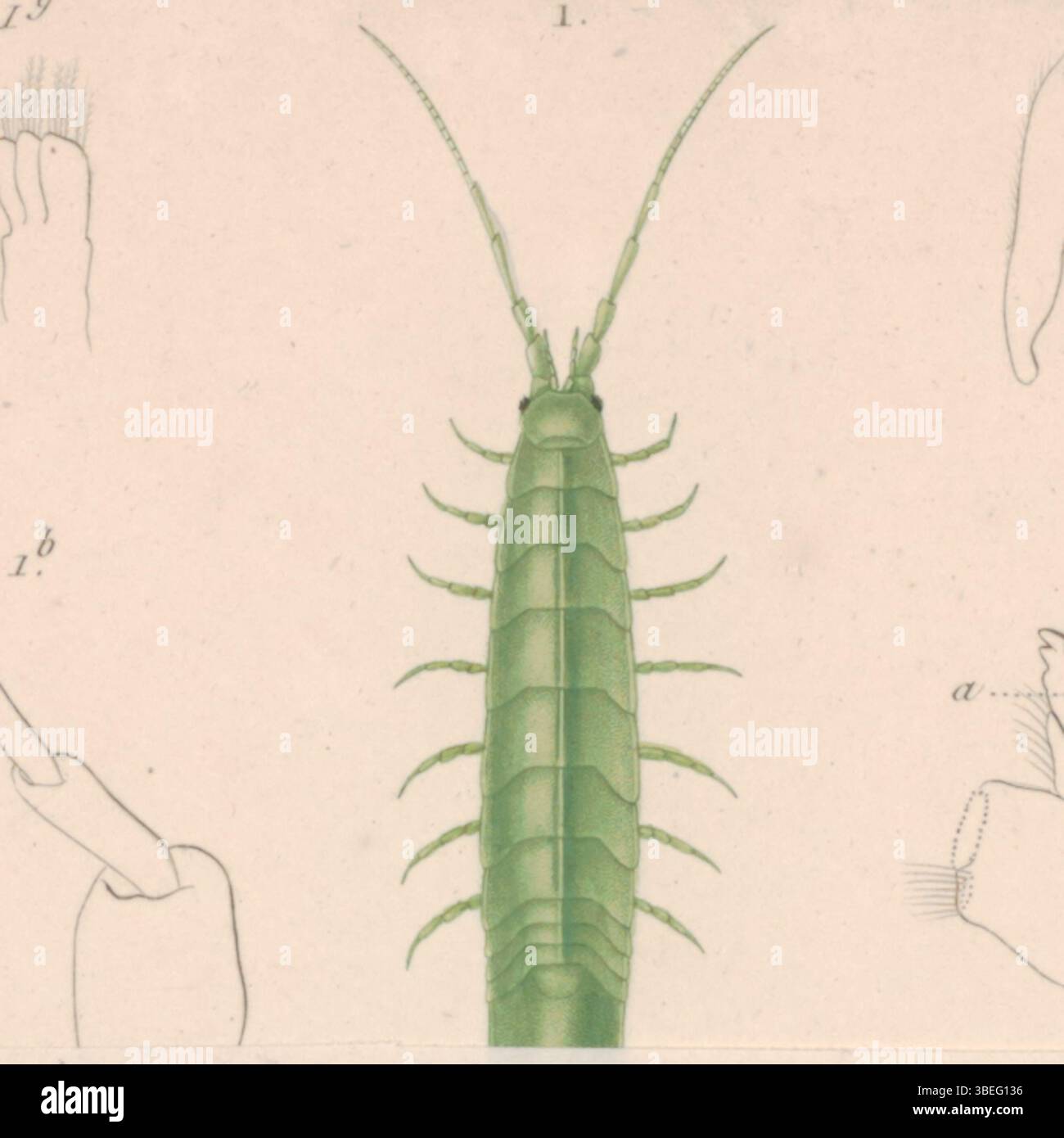 Synischia hektica, wie in der Iconographia Zoologica beschrieben, ist eine Art von Meeresisopod, die für ihre einzigartigen Eigenschaften bekannt ist. Diese Art, auch Idotea hektica genannt, spielt eine Rolle in den Meeresökosystemen und trägt zur Erforschung der Zoologie wirbelloser Tiere bei. Stockfoto