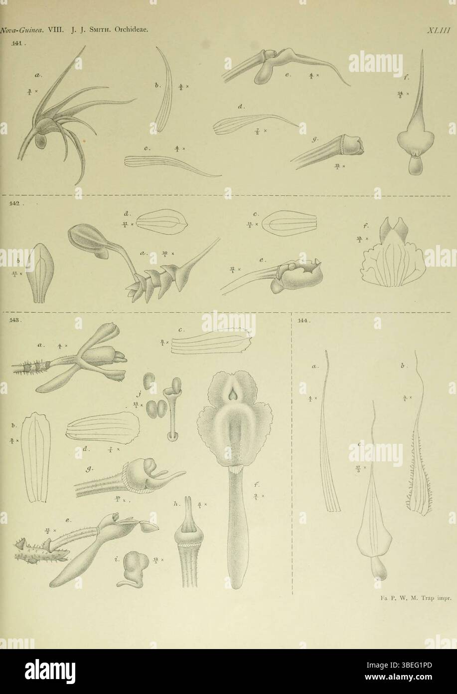 Diese botanische Platte von Johannes Jacobus Smith aus dem Jahr 1909 zeigt Orchideen der Gattung Taeniophyllum, einschließlich der Arten Arachiten, Crenatum, Digatum und Fimbriatum. zur Darstellung der frühen Orchideentaxonomie. Stockfoto