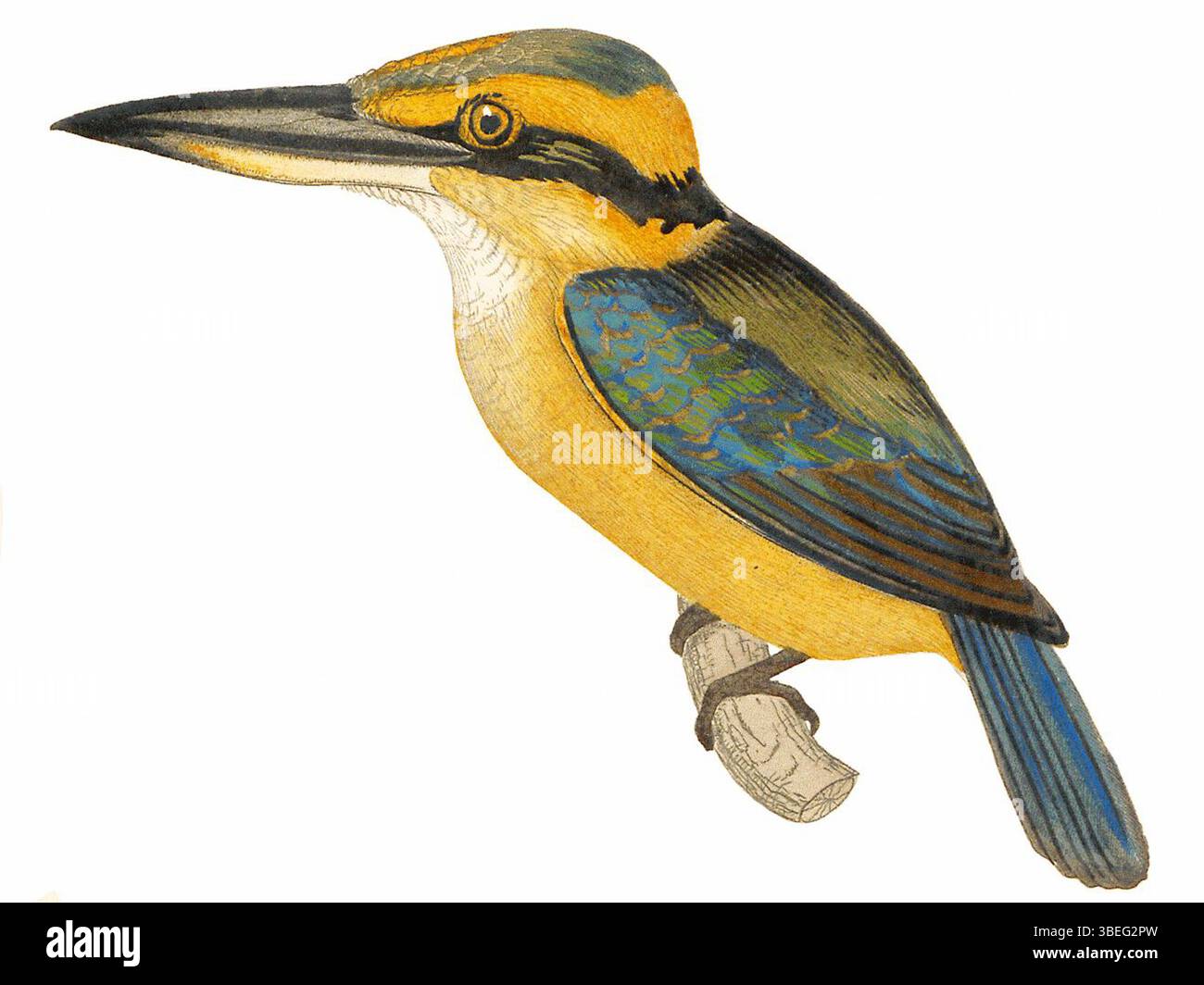 Dieser Druck aus der Serie „Iconographia Zoologica“ zeigt die Vogelart Todiramphus australasia, auch bekannt als der australische eisvogel. Er wurde zwischen 1820 und 1863 geschaffen und fängt den Vogel in detaillierter, wissenschaftlicher Genauigkeit ein. Stockfoto