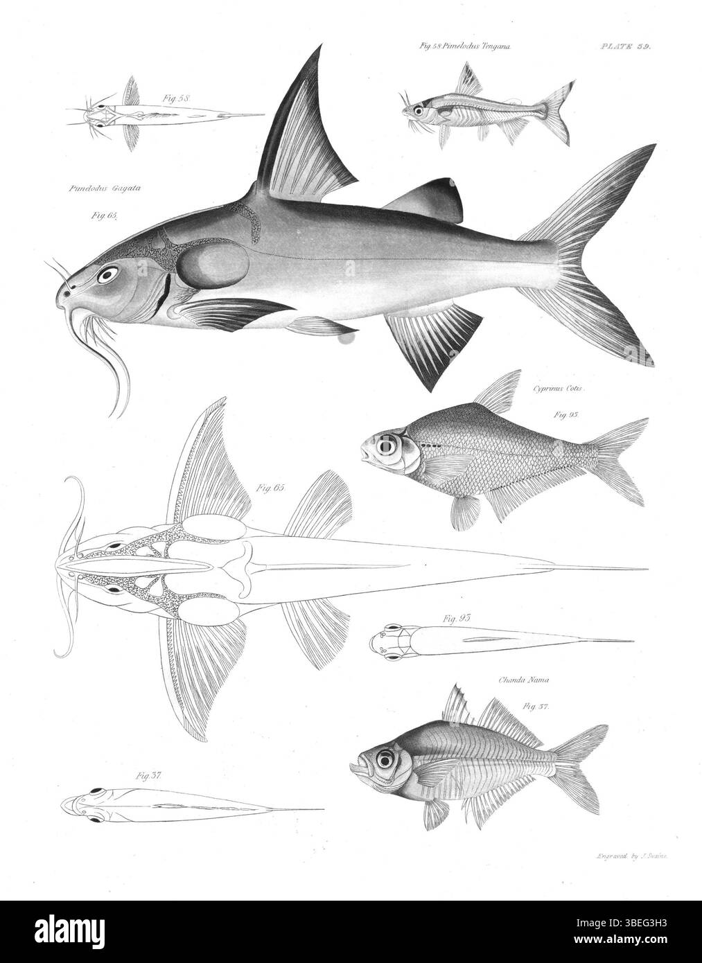 Diese Fischplatte von Francis Hamilton (1822) zeigt Arten, die im Ganges und seinen Zweigen gefunden wurden. Das Kunstwerk hebt die Artenvielfalt des Flusses hervor, einem bedeutenden Gewässer in Südasien. Stockfoto