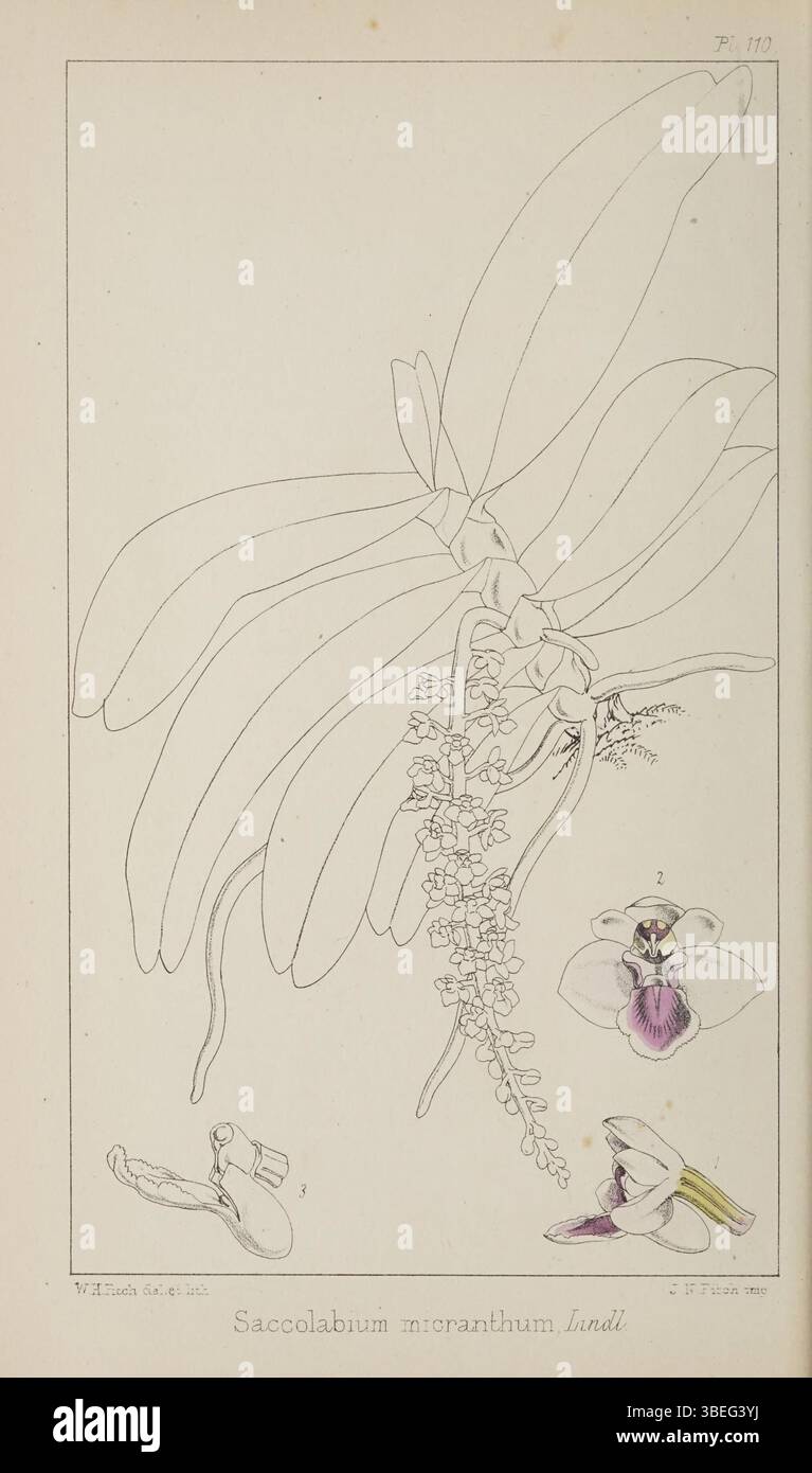 Diese 1872 von Walter Hood Fitch gefertigte Illustration zeigt die Smitinandia micrantha-Orchidee. Die Pflanzenart ist Teil der Fitch-Serie Refugium Botanicum, die zur wissenschaftlichen Dokumentation von Orchideen beiträgt. Stockfoto