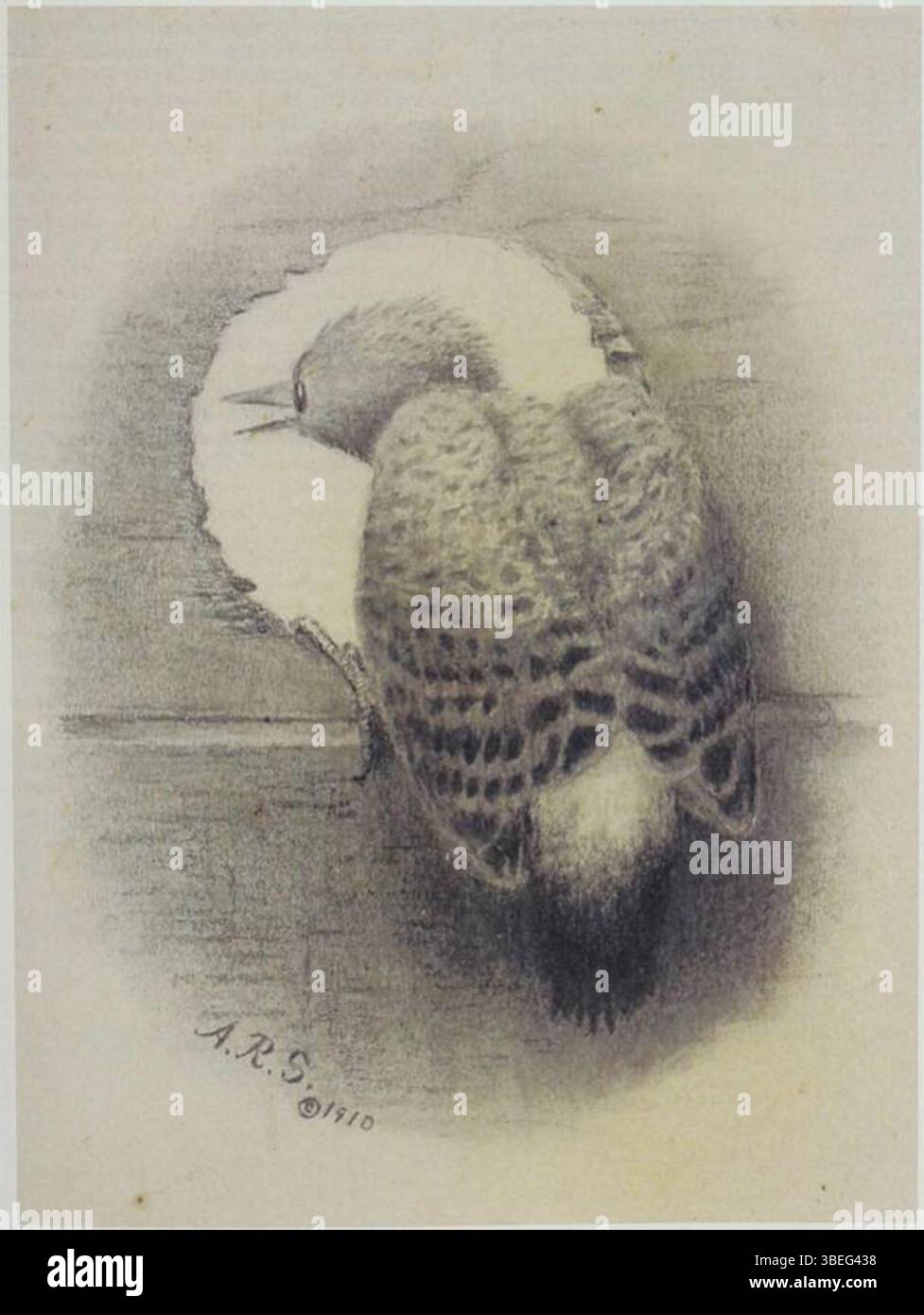 ALTHEA Shermans Illustration eines Northern Flickers aus dem Jahr 1910 zeigt die Besonderheiten des Vogels. Sherman ist bekannt für ihre Naturillustrationen und hat die Anatomie und das Verhalten des Flimmers mit bemerkenswerter Genauigkeit erfasst. Stockfoto