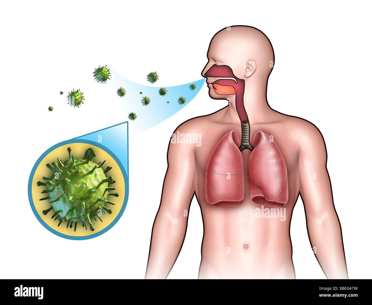 Irgendein Virus gelangt durch die Nase in das Atmungssystem. Digitale Illustration. Stockfoto