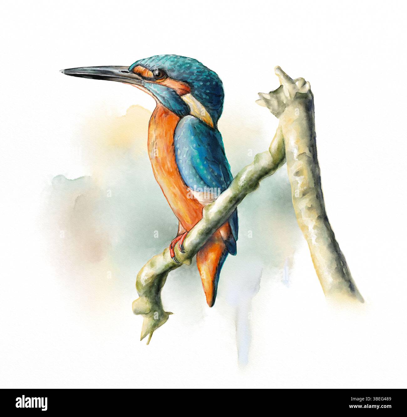 Feuchtvögel, King Fisher. Original-Aquarell. Stockfoto