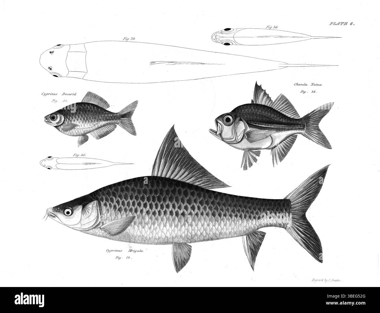 Eine weitere Fischplatte aus Francis Hamiltons 1822 erschienener Publikation „an Account of the Fishes found in the River Ganges and its Branches“. Diese Illustration dient der Erforschung von Süßwasserarten in Indien und im Ganges-Fluss-System. Stockfoto