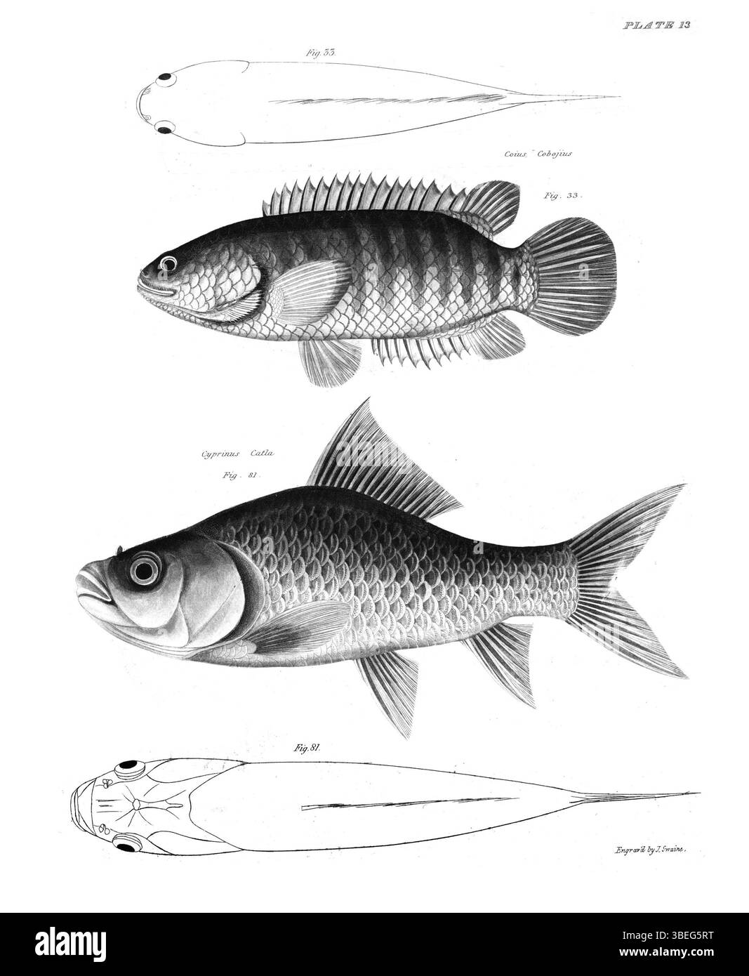 Fischplatte aus Francis Hamiltons 1822 erschienener Publikation „an Account of the Fishes found in the River Ganges and its Branches“. Es zeigt spezifische Fischarten aus dem Ganges und seinen Nebenflüssen. Stockfoto