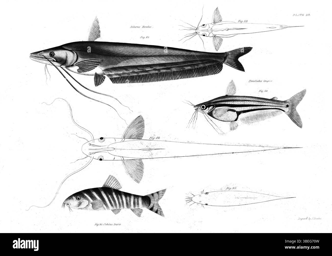Diese Fischplatte von Francis Hamilton (1822) zeigt die verschiedenen Fischarten, die im Ganges vorkommen, und trägt zum wissenschaftlichen Verständnis der Wasserlebewesen in der Region bei. Die Arbeit ist Teil eines größeren naturgeschichtlichen Projekts. Stockfoto