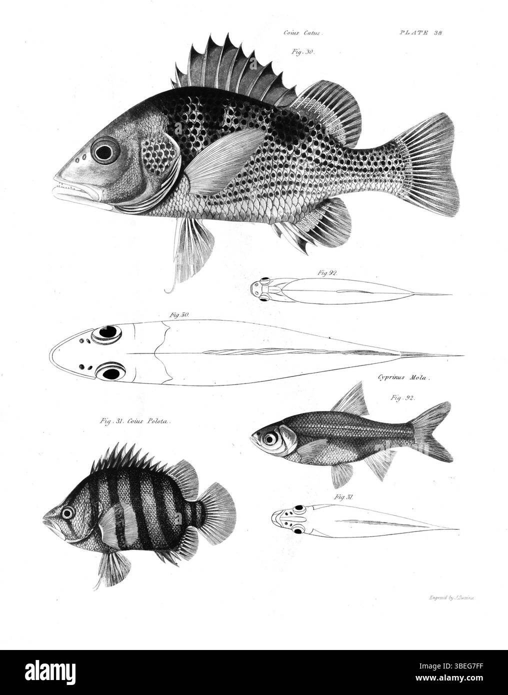 Francis Hamiltons Fischplatte aus dem Jahr 1822 stellt Fischarten aus dem Ganges vor und unterstützt so das wissenschaftliche Verständnis der aquatischen Artenvielfalt in Südasien. Die Platte ist Teil von Hamiltons umfangreichen Arbeiten, die das natürliche Leben der Region dokumentieren. Stockfoto