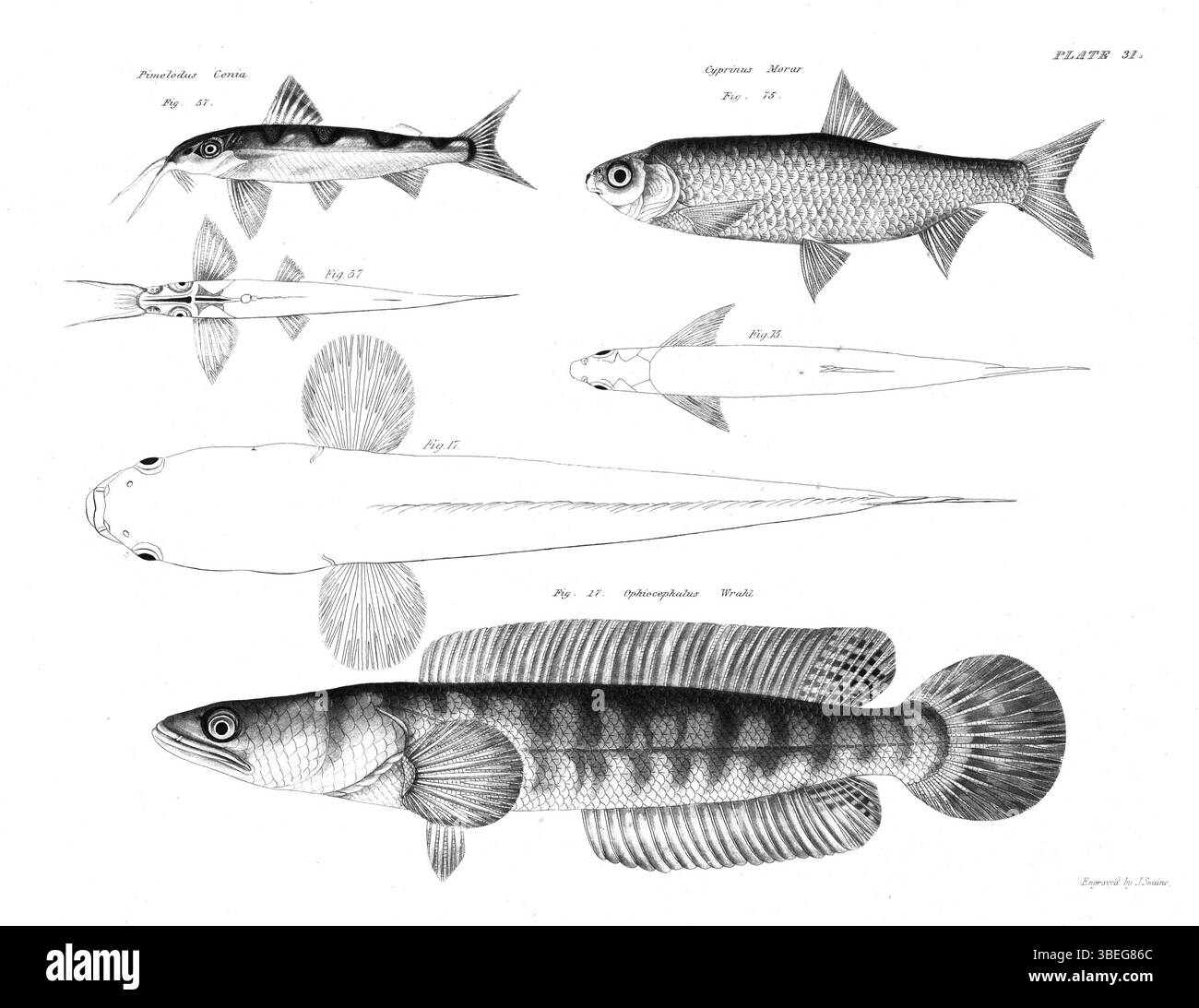 Diese Fischplatte aus Francis Hamiltons Werk von 1822 *an Account of the Fishes found in the Ganges and its Branches* ist Teil einer Serie, die die verschiedenen Fischarten im Ganges und seinen Nebenflüssen veranschaulicht. Es trägt zu frühen Studien in südasiatischer Ichthyologie bei. Stockfoto